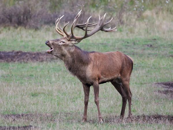 騎行時最不想遇見的五種動物,它們是真的不慣著你 騎行時最不想遇見的五種動物,它們是真的不慣著你