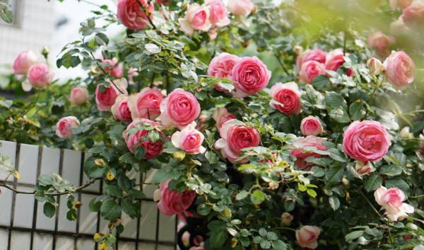 4種花很&OpenCurlyDoubleQuote;喜肥&rdquo;，經常施肥，花苞多花色豔開爆棚，&OpenCurlyDoubleQuote;花開不斷&rdquo;