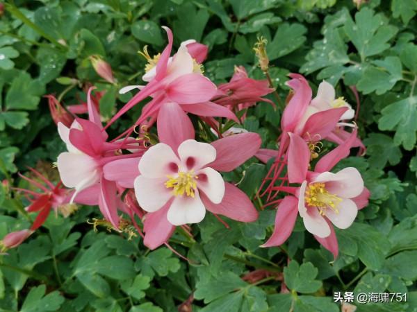 雲臺花園花的海洋