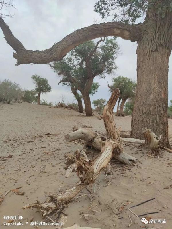 我的花甲之旅——沿途溼地沼澤,鳥語花香,森林草原,牛羊肥壯 我的花甲之旅——沿途溼地沼澤,鳥語花香,森林草原,牛羊肥壯