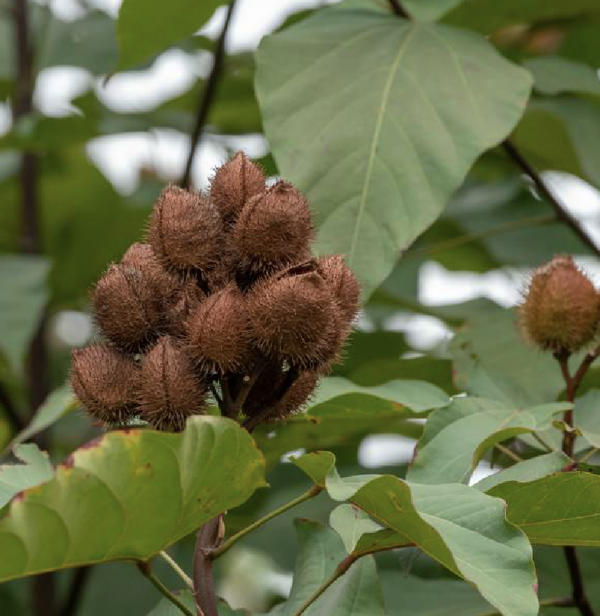 天然的色素樹種——胭脂樹 天然的色素樹種——胭脂樹