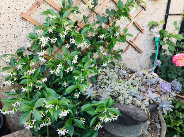 院子就是用來養花的,鄰居竟然找物業投訴我,還講不講道理了 院子就是用來養花的,鄰居竟然找物業投訴我,還講不講道理了