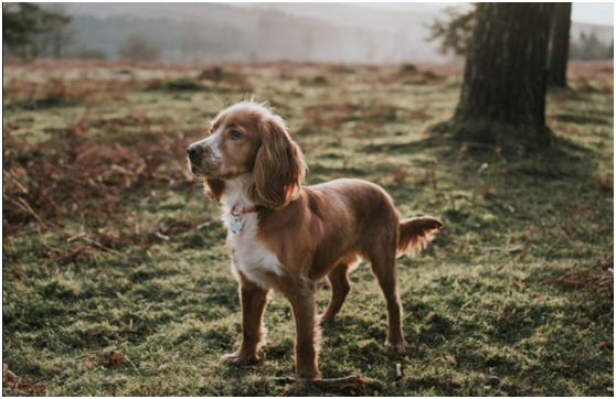 英國女王的新寵，這次終於不是柯基了，冠軍獵犬來頭不小
