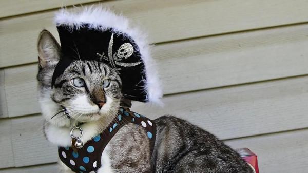 古怪週末：動物服裝