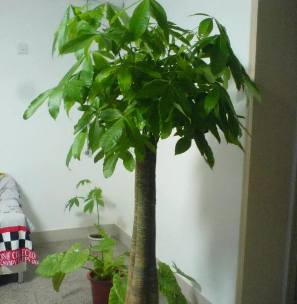 花卉“擺放”很重要,這3張“門”不能忽略,寓意大有深意 花卉“擺放”很重要,這3張“門”不能忽略,寓意大有深意