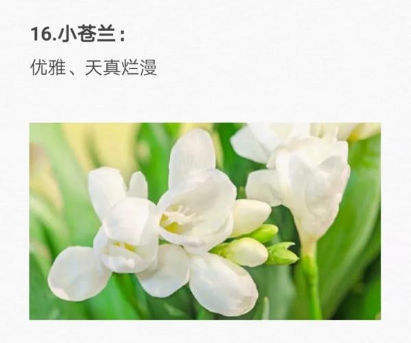 50種花的&OpenCurlyDoubleQuote;花語&rdquo;你知道那些？&lpar;二）「建議轉發收藏」