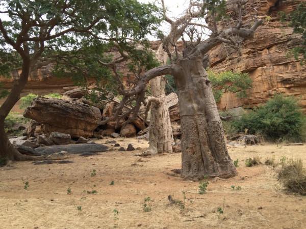 非洲採風42：馬裡（3）、去世界文化自然雙遺產邦賈加拉懸崖山寨