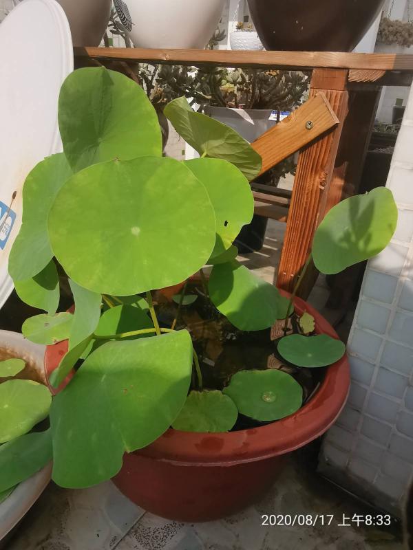 養碗蓮做好3點，開花美得像藝術品，拍的照片像修圖