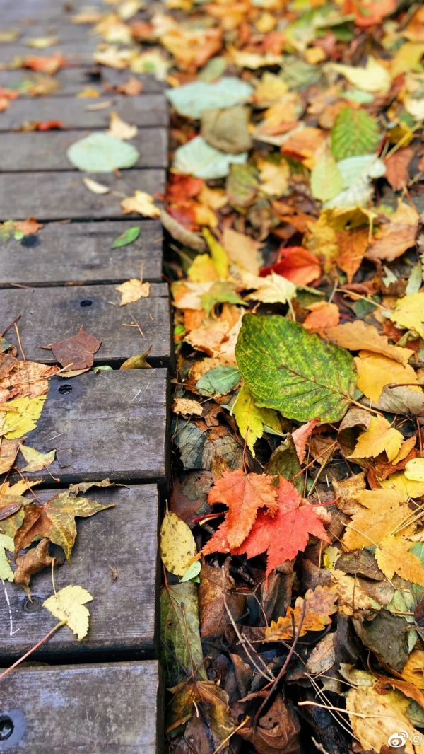 十一月，去尋找華山秋日的美好……