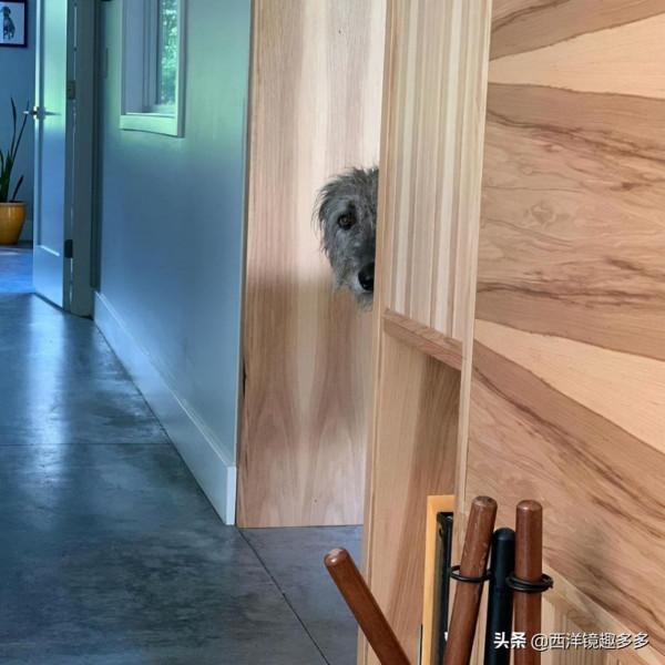 名字兇悍,個頭巨大,日常逗比,愛爾蘭獵狼犬是種怎麼樣的存在? 名字兇悍,個頭巨大,日常逗比,愛爾蘭獵狼犬是種怎麼樣的存在?