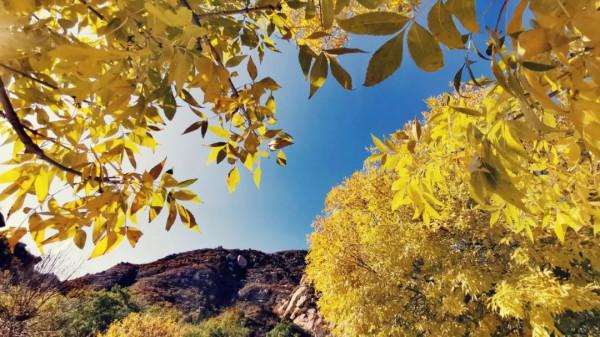 鳳凰嶺彩葉進入最佳觀賞期