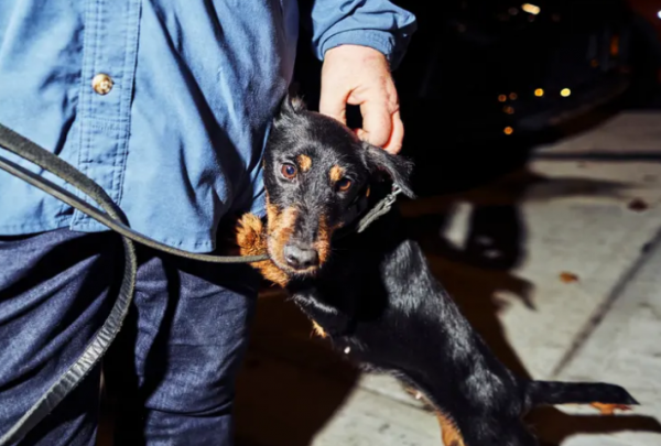 “狗拿耗子”劇情在紐約上演！用狗抓老鼠，遭動物權利組織反對