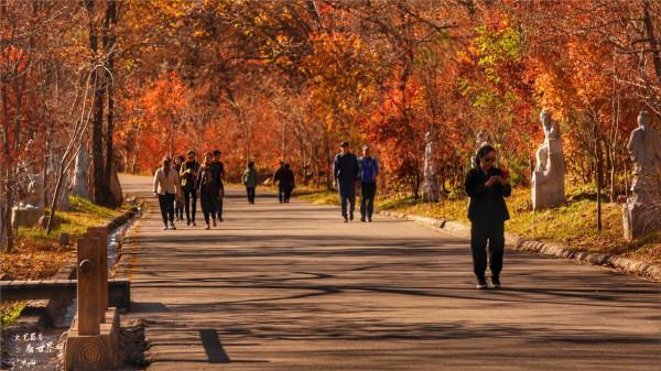 又快到了去本溪賞楓的季節，楓林谷是我退休以後每年都要去的地方