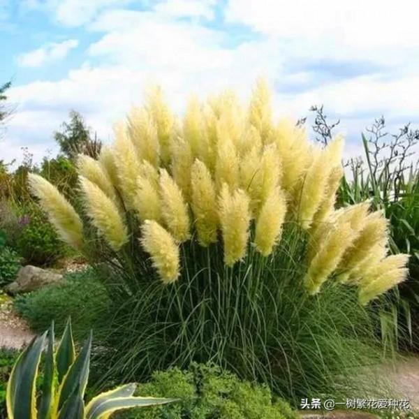 25種觀賞草,觀葉、賞花、好養、皮實,是花園最不可缺少的美景 25種觀賞草,觀葉、賞花、好養、皮實,是花園最不可缺少的美景