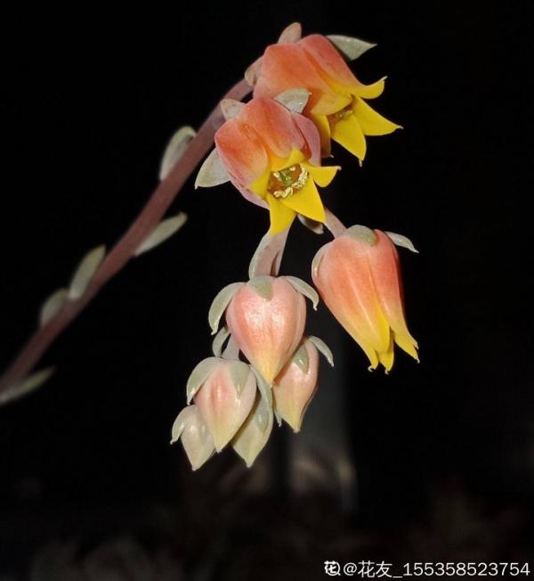 百合開花後，養分消耗太大，補充肥料是關鍵