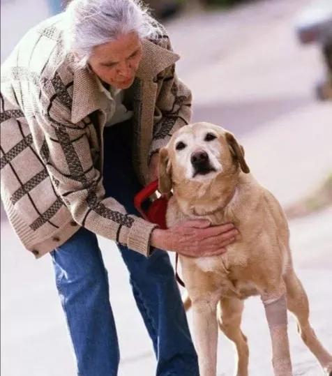 感動！“忠犬八公”陪伴主人11年，兩次救主人命，在主人墓前死去