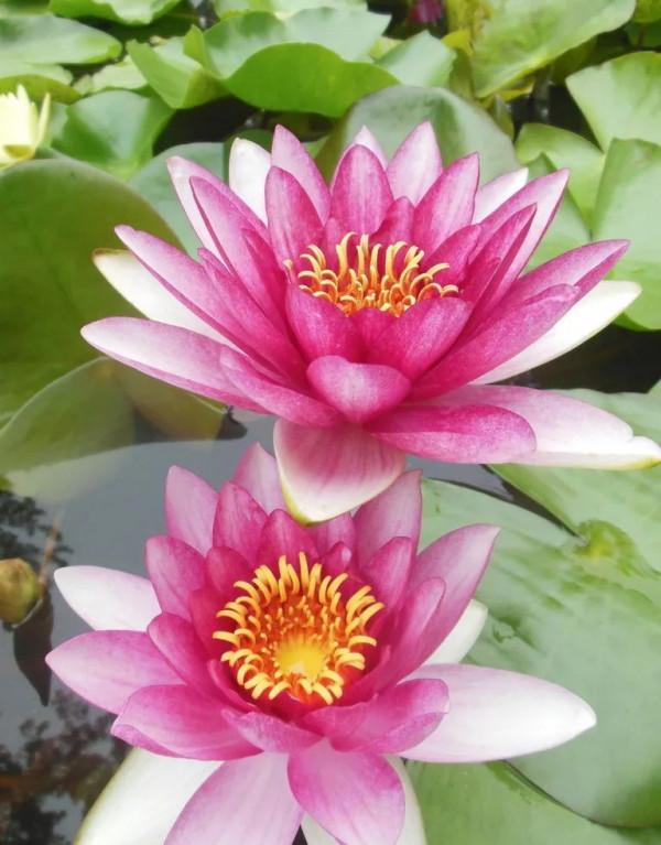 “水中女神”睡蓮的生長期檔案,在最恰當的時機栽種與收穫 “水中女神”睡蓮的生長期檔案,在最恰當的時機栽種與收穫