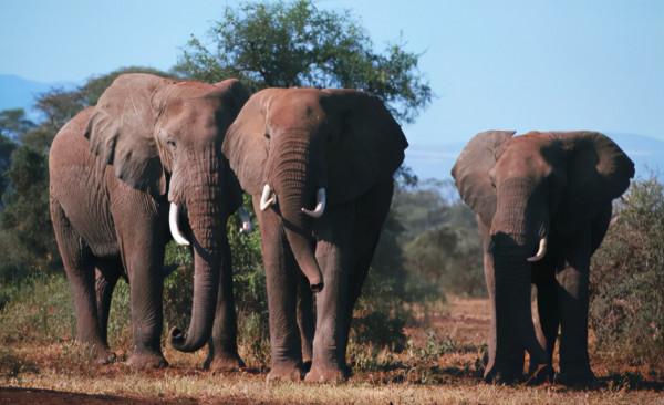 要復活長毛象?現已有明確的研究計劃 要復活長毛象?現已有明確的研究計劃