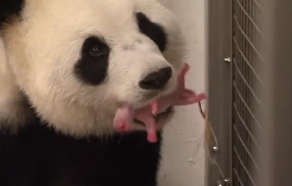 為什麼母犬生完幼崽後變得容易攻擊人?壓力太大也是原因之一 為什麼母犬生完幼崽後變得容易攻擊人?壓力太大也是原因之一