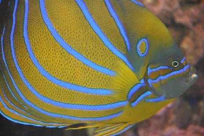 要想延年益壽,帶你去海底世界,欣賞一下美麗的珊瑚礁和珊瑚魚 要想延年益壽,帶你去海底世界,欣賞一下美麗的珊瑚礁和珊瑚魚