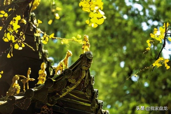 金殿的前世今生 金殿的前世今生