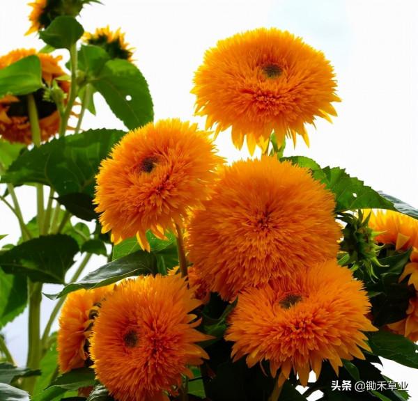 向陽而生-觀賞向日葵