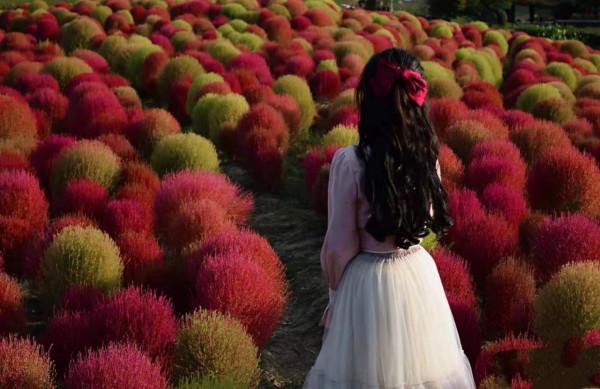 發現一片美得讓人心醉的草，圍觀拍照的人太多，保安都攔不住