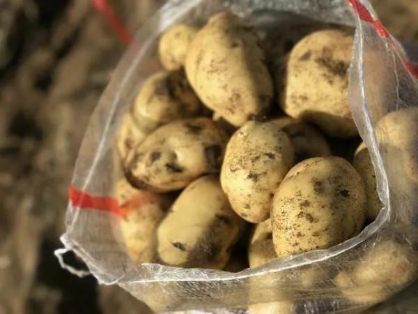 才知道，炒土豆絲的做法有這麼多訣竅，怪不得飯店做的那麼好吃