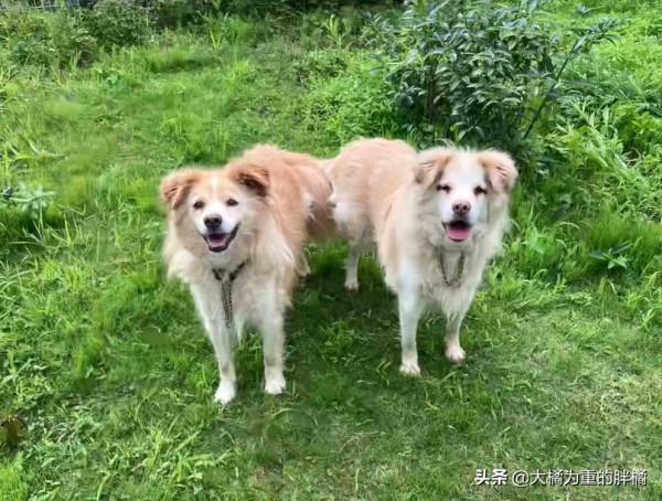 兩隻狗狗被關籠中9年,小狗從小到老未出門,唯有狗媽相伴,可憐 兩隻狗狗被關籠中9年,小狗從小到老未出門,唯有狗媽相伴,可憐