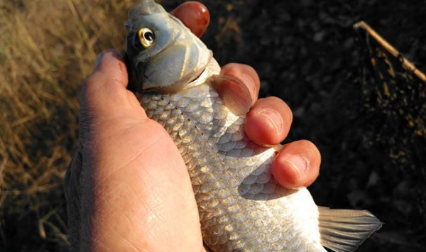 “冬釣陽”選擇這四個位置才能釣上魚
