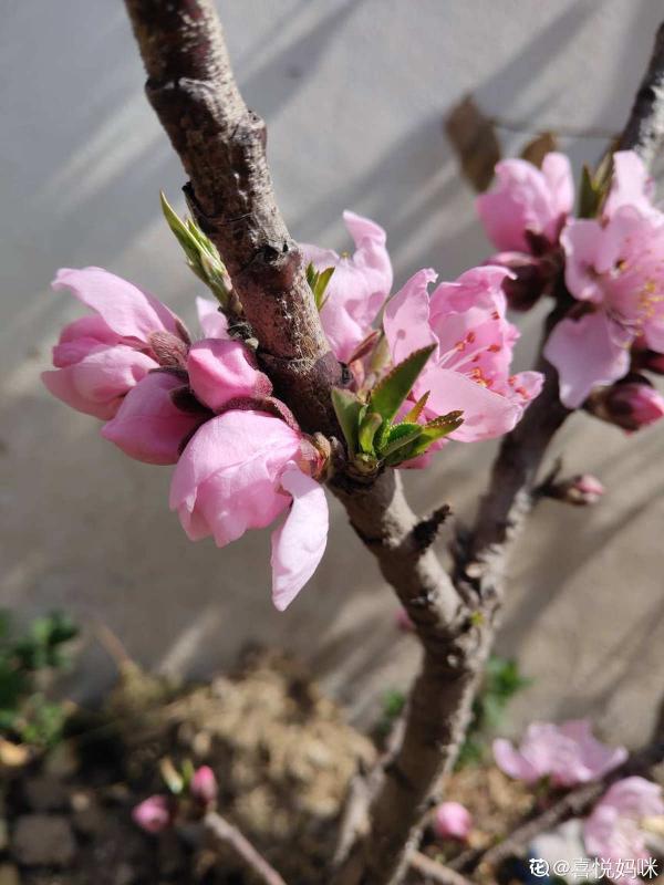 桃樹扦插總不活,掌握3個要點,扦插比嫁接生長更迅速 桃樹扦插總不活,掌握3個要點,扦插比嫁接生長更迅速