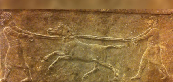 新發現：美索不達米亞人在4500年前就已經培養出了&OpenCurlyDoubleQuote;騾子&rdquo;？