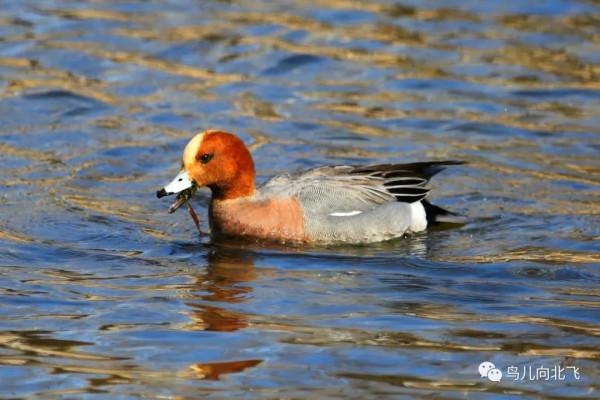 觀鳥之樂，就在於看鳥之樂