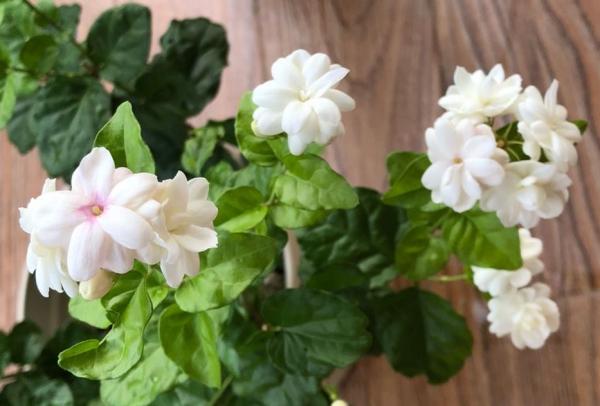 茉莉花秋末要“會養”，否則冬季黃葉落葉，春季難恢復