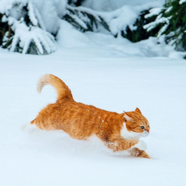 「雪中飛橘」再現江湖 戰鬥貓貓不畏寒「嗨到整球飛起來」：朕來也