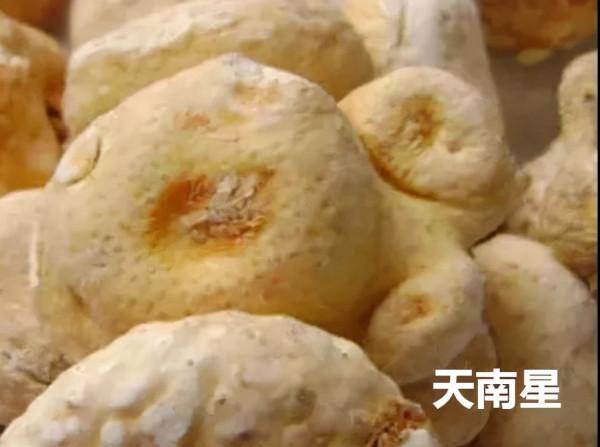 每天學習一味中藥——天南星 每天學習一味中藥——天南星