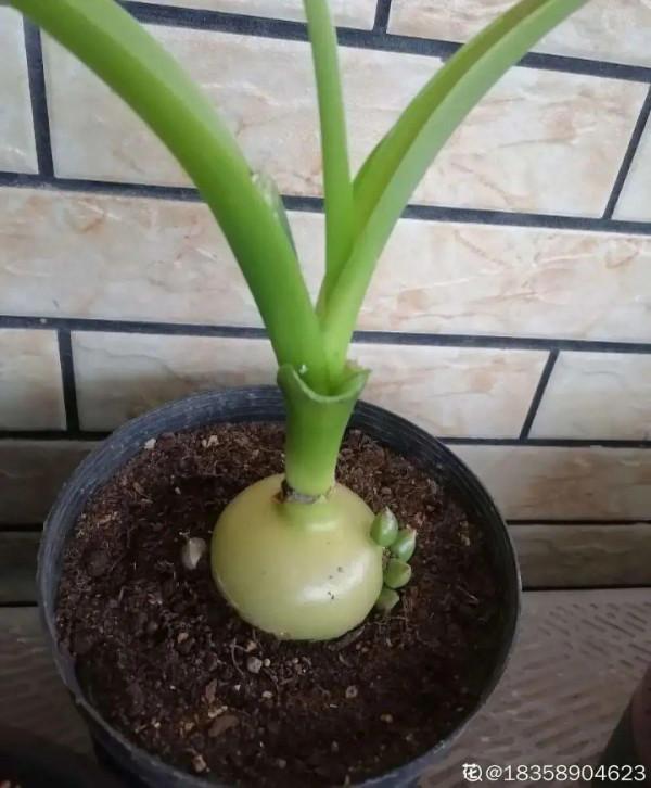 1種花長得像金魚，耐寒好養活，種得越多越壯觀