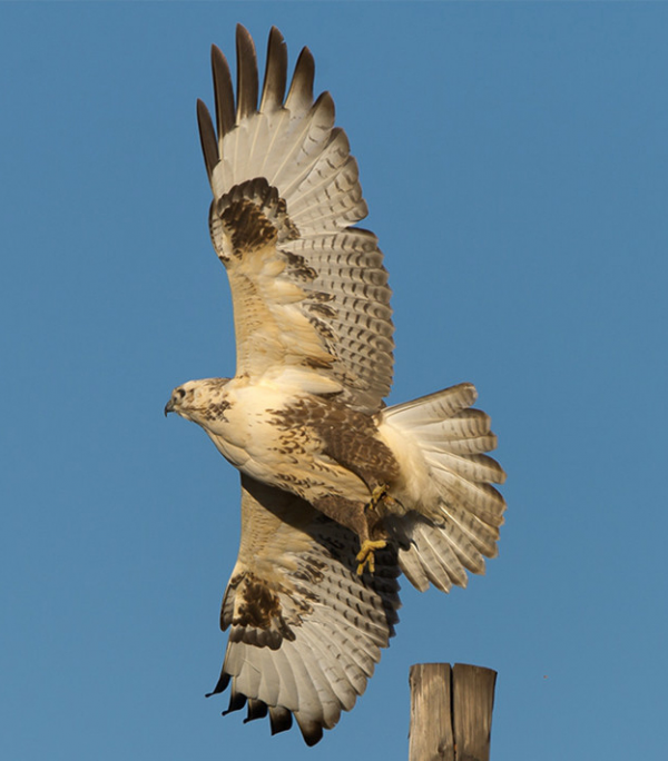 東江攬勝:收集常見鳥類圖譜之猛禽篇,攝鳥人自留地,建議收藏 東江攬勝:收集常見鳥類圖譜之猛禽篇,攝鳥人自留地,建議收藏
