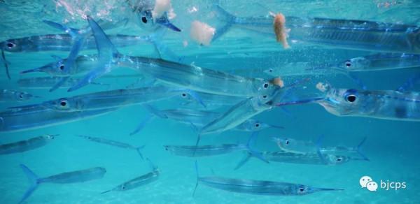 塞班島:為什麼美國唯一把這塊國土對中國人免籤? 塞班島:為什麼美國唯一把這塊國土對中國人免籤?