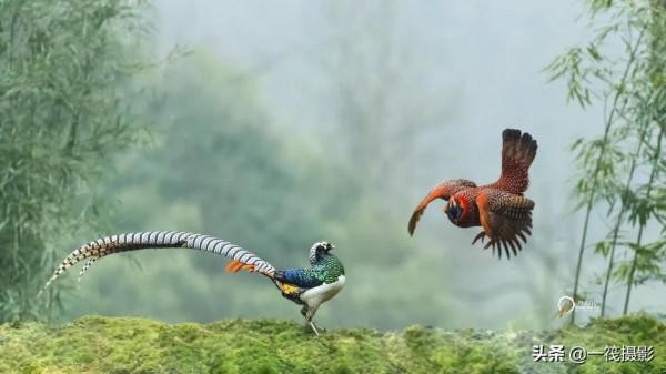 鬥雞&mdash;&mdash;紅腹角雉與白腹錦雞爭地盤。杭州翁劍敏&sol;攝影