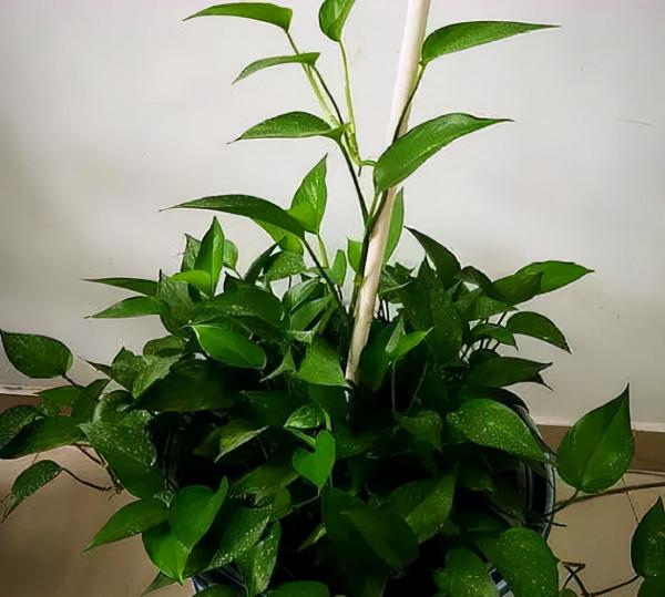 天氣轉涼,就別在室內盆栽它們,搬出屋蹭蹭長瘋了,滿盆花葉 天氣轉涼,就別在室內盆栽它們,搬出屋蹭蹭長瘋了,滿盆花葉