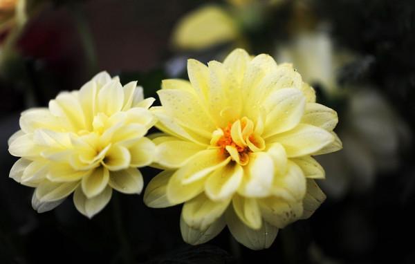 老話“中秋花好月圓”，花好指的是這4種秋花，個個都很漂亮