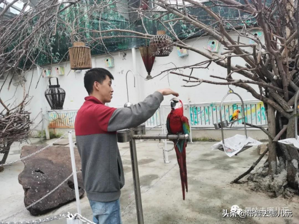 北京新開一家動物園,可以和老虎共進午餐 北京新開一家動物園,可以和老虎共進午餐