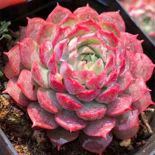 多肉植物的花語心願 多肉植物的花語心願