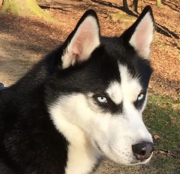 癌症，有時也可以傳染