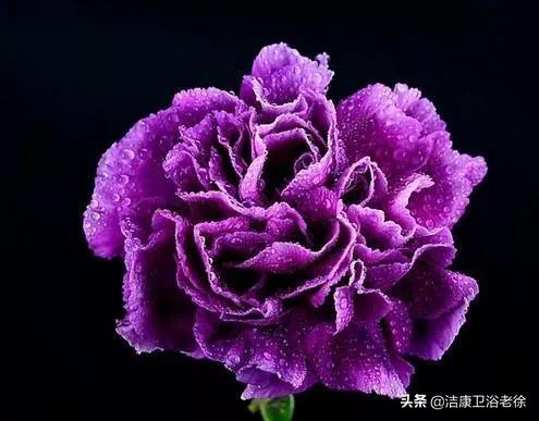 請欣賞美麗的奇美花草