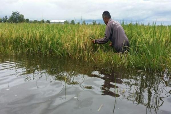 中國進口大米恐漲價,泰國水災稻米經濟損失54億 僅為以前8分之一 中國進口大米恐漲價,泰國水災稻米經濟損失54億 僅為以前8分之一