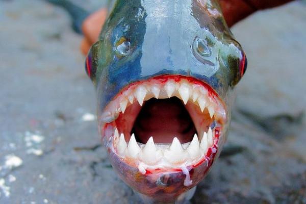 《動物世界千奇百怪》之一 《動物世界千奇百怪》之一