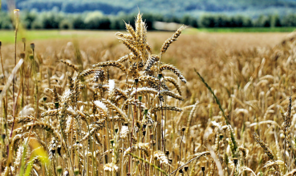 中國農業為什麼離不開生物刺激劑?生物刺激劑有何廣闊前景? 中國農業為什麼離不開生物刺激劑?生物刺激劑有何廣闊前景?