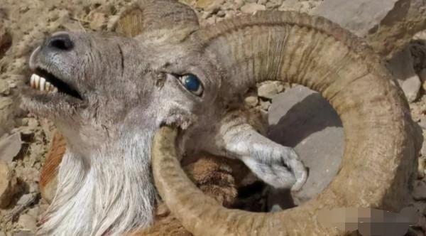 動物進化的死衚衕